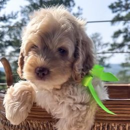 Australian Labradoodle Puppies from Mount Harmony Labradoodles