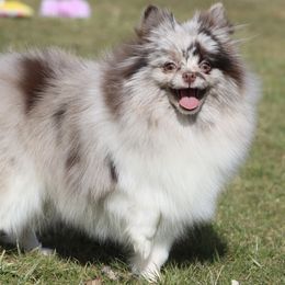 Divinity - Pomeranian