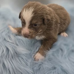 Australian Shepherd Puppies from Crooked Creek Australian Shepherds