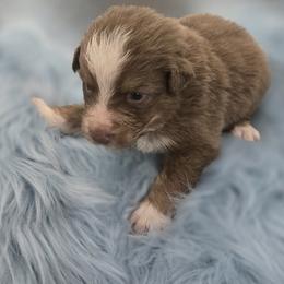 Australian Shepherd Puppies from Crooked Creek Australian Shepherds