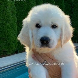 Golden Retriever Puppies from Catalina Goldens European Pedigree Companions®