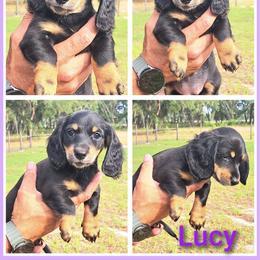 2300..Lucy - Black and tan female Dachshund puppy in Winter Haven, Florida from Gateway 2 Little Paws