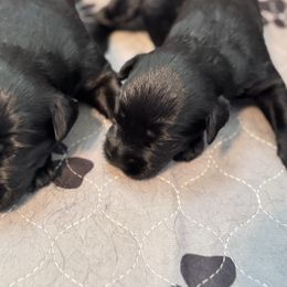 Girl 2 - Black female Giant Schnauzer puppy in Bois D’arc, Missouri from Down Low Kennels formerly LNL’s Giant Schnauzers and T9 Giants