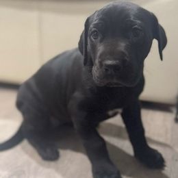 Great Dane Puppies from Denver Danes