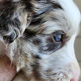 Pearl - Blue merle female Bordoodle puppy in New Oxford, Pennsylvania from The Weekend Farm