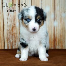 Yahtzee - Blue merle female Miniature American Shepherd puppy in Carlisle, Pennsylvania from 4 Clovers Kennel