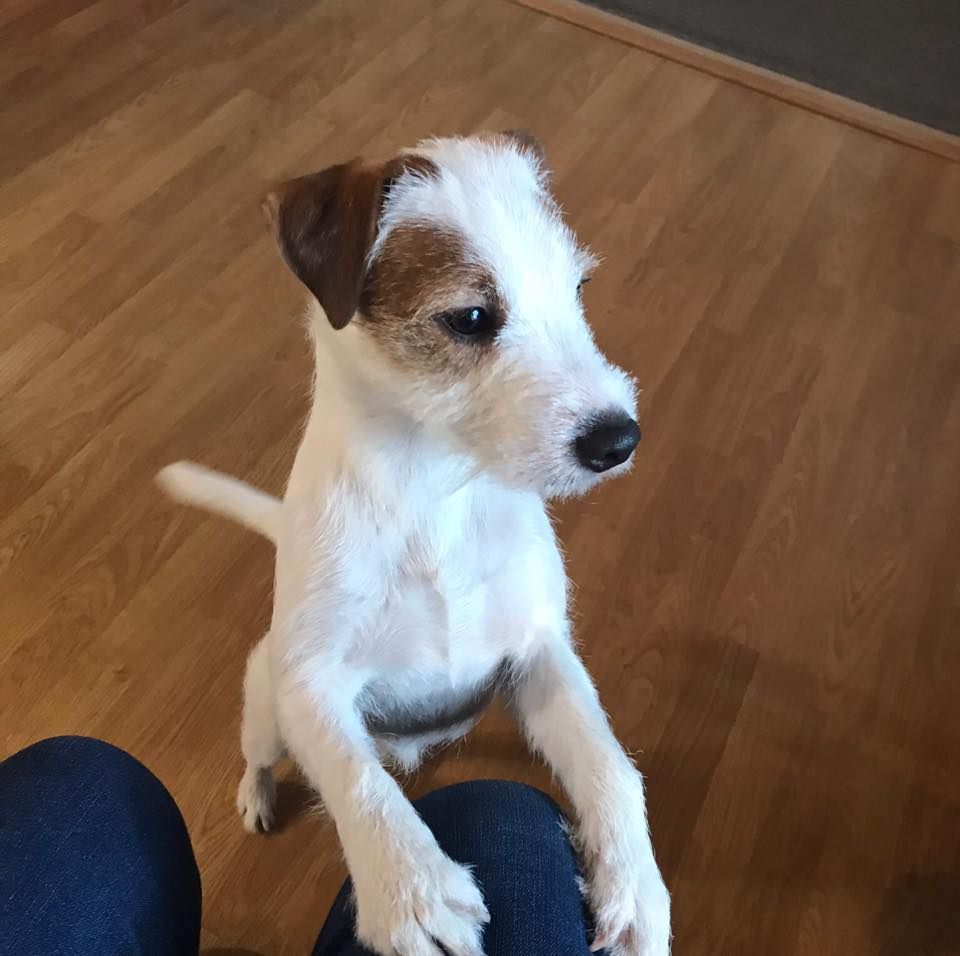 Monika's Parson Russell Terriers in Alaska | Parson Russell Terrier ...