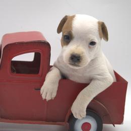Whitney - Tan and white female Jack Russell Terrier puppy in Menifee, California from Wendover Terriers