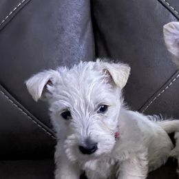 Giant Schnauzers and Scottish Terriers from CVS Giant Schnauzers