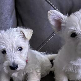 Giant Schnauzers and Scottish Terriers from CVS Giant Schnauzers