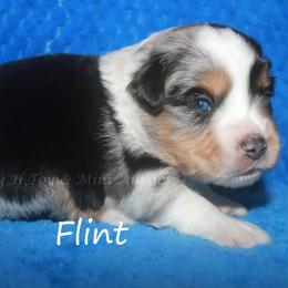 Flint - Blue merle male Miniature American Shepherd puppy in Godley, Texas from Flying H Toy and Mini Aussies