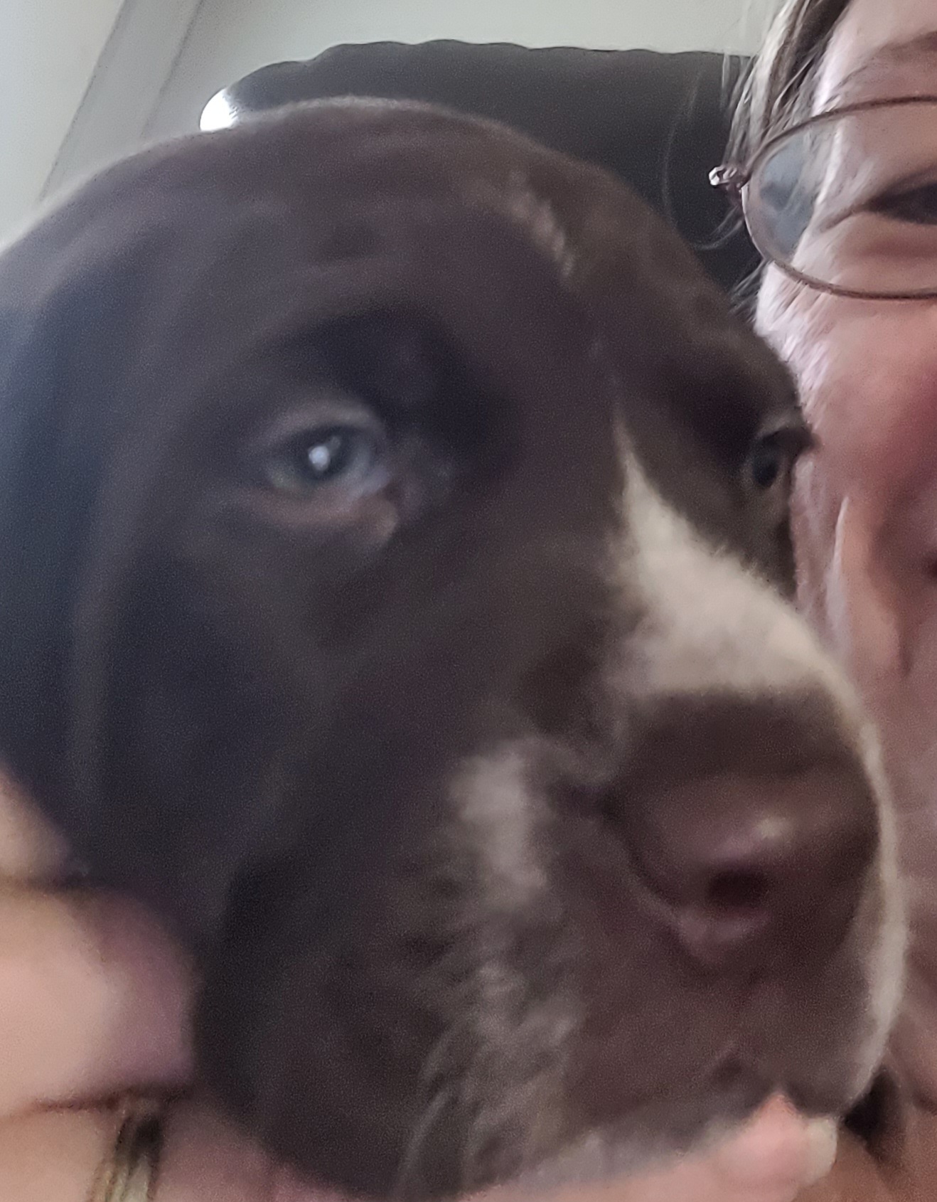 German Shorthaired Pointer Puppies from Stoney Fork German Shorthaired Pointers