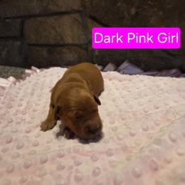 Dark Pink Girl - Dark golden female Golden Retriever puppy in Elk River, Minnesota from Meadow Creek Goldens