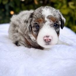 Maggie - Blue merle female Bernedoodle puppy in Vacaville, California from Starlight Goldendoodles