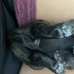 Yellow - Double Doodle puppy in Gilbert, Arizona from Emmie’s Doodle Pups