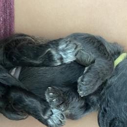Yellow - Double Doodle puppy in Gilbert, Arizona from Emmie’s Doodle Pups