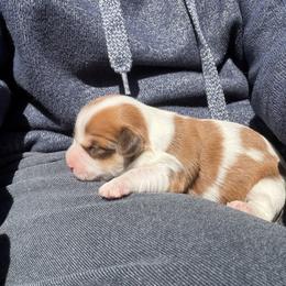 Lacey - White female Havanese puppy in Cadwell, Georgia from Hashtag Havenese