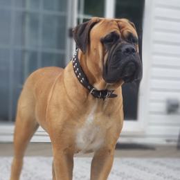 Remi - Bullmastiff