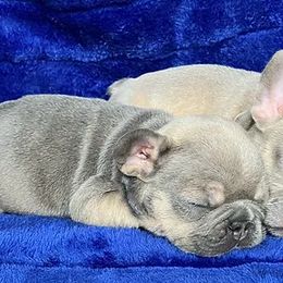 French Bulldogs from Clover Meadow Frenchies