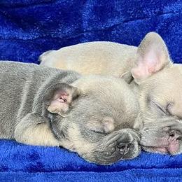 French Bulldogs from Clover Meadow Frenchies