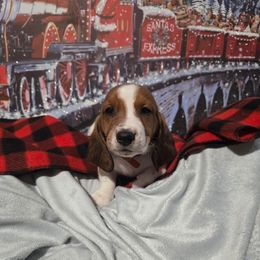 BURGUNDY BOY - Mahogany and white male Basset Hound puppy in Snow Camp, North Carolina from V's Southern Angels