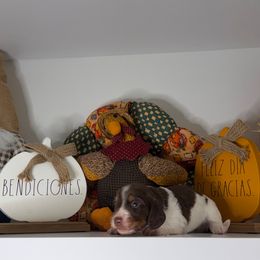 Shaggy - Piebald male Dachshund puppy in Miami, Florida from Teenie Bikini Weenies
