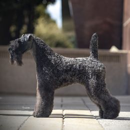 Lennox - Kerry Blue Terrier