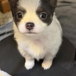Adam - Black and white male Chihuahua puppy in Amity, Pennsylvania from Rhoda and Verna