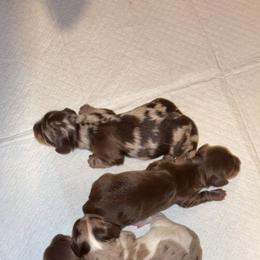 Dachshund Puppies from Dreamy Creamies