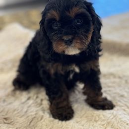 Cavapoo and Shihpoo Puppies from Haus of Doodles