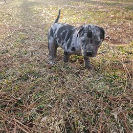 Colt NALC - Blue merle male Catahoula Leopard Dog puppy in Doerun, Georgia from Twig & Tail Puppies