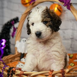 Assorted Doodle Crosses Puppies from Newfiedoodles of WNY