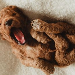 Poodle Puppies from Peterson Poodles