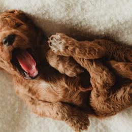 Poodle Puppies from Peterson Poodles