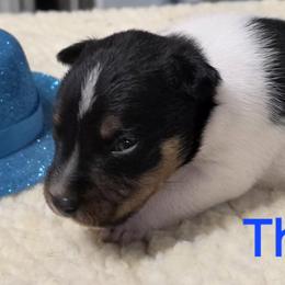 Thomas - White black and tan male Rat Terrier puppy in Divide, Colorado from Outlaw Farm and Kennel