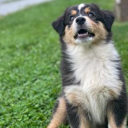 Australian Shepherd Puppies from Paint Valley Australian Shepherds
