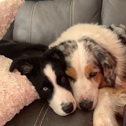 Cali - Australian Shepherd