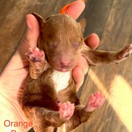 Orange Boy - Red  male Goldendoodle puppy in Lewisville, Texas from Zink Doodles