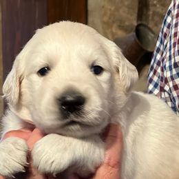 Red ribbon Boy - Light golden male Golden Retriever puppy in Graysville, Tennessee from Country Goldens and Mountain Top Cavaliers