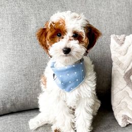 Banxy - Goldendoodle