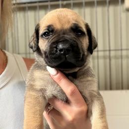 Fern (Light Green Collar) - Reddish brown female Boerboel puppy in Manitowoc, Wisconsin from Mae Boerboel