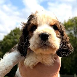 Happy - Black white and tan male English Springer Spaniel puppy in Bay City, Wisconsin from Springer Hills Farm
