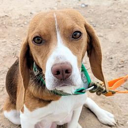 Maple - Beagle