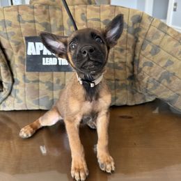 Diesel - Yellow Dutch Shepherd puppy in Watertown, Connecticut from APACHE CANINE