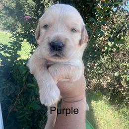 Purple - Dark golden female Golden Retriever puppy in Jesup, Georgia from Painted Platinum Retrievers (Painted Platinum Kennel) PPK