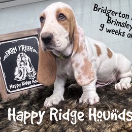 Brimsley - Red and white male Basset Hound puppy in Mebane, North Carolina from Happy Ridge Hounds