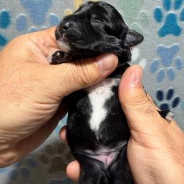 Casey - Black female Miniature Schnauzer puppy in Frankford, Delaware from Miniature Schnauzers of Delmarva