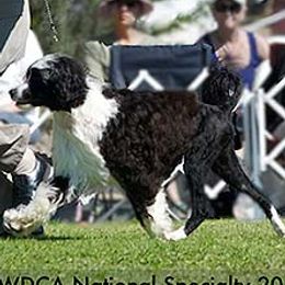 Portuguese Water Dogs from Rustyco water dogs