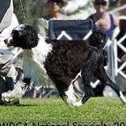 Portuguese Water Dogs from Rustyco water dogs