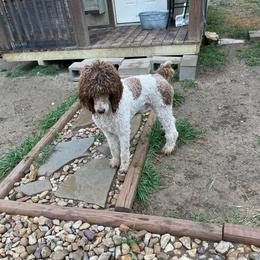 Romeo - Poodle